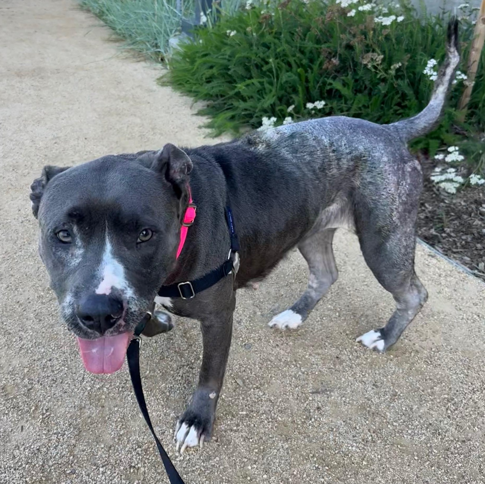 Enlarge Sadie, an adoptable Pit Bull Terrier in Berkeley, CA image 3/6