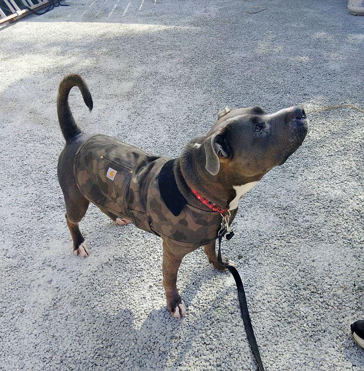 Sadie, an adoptable Pit Bull Terrier in Berkeley, CA image 3/6