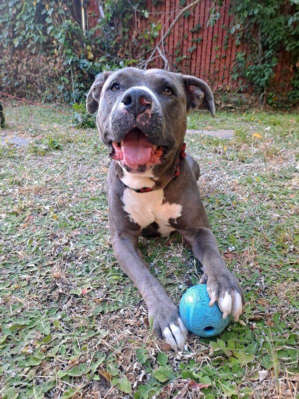 Sadie, adoptable, Young Female Pit Bull Terrier.