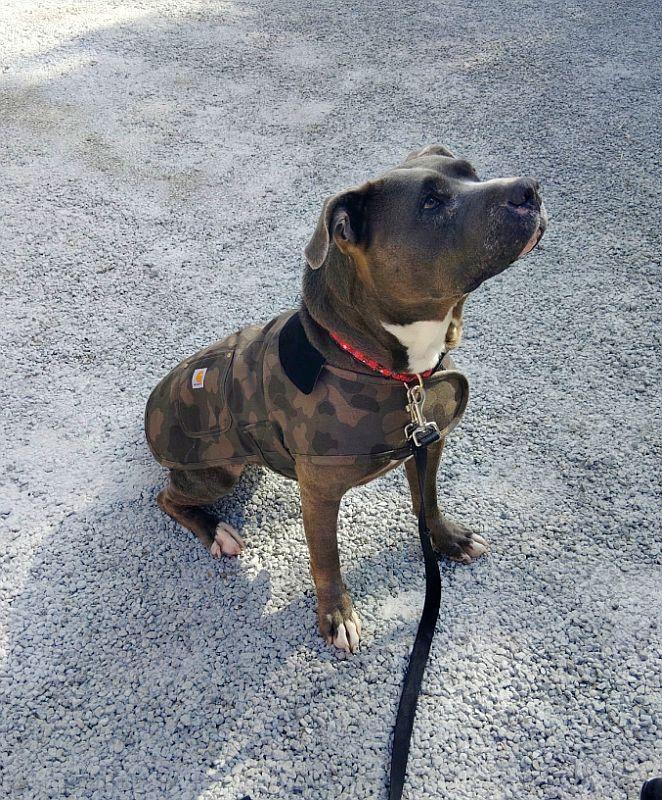 Sadie, adoptable, Young Female Pit Bull Terrier.