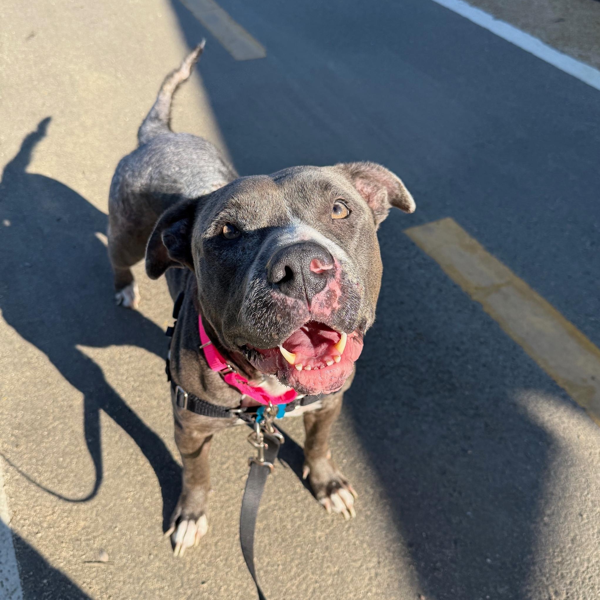 Enlarge Sadie, an adoptable Pit Bull Terrier in Berkeley, CA image 6/6