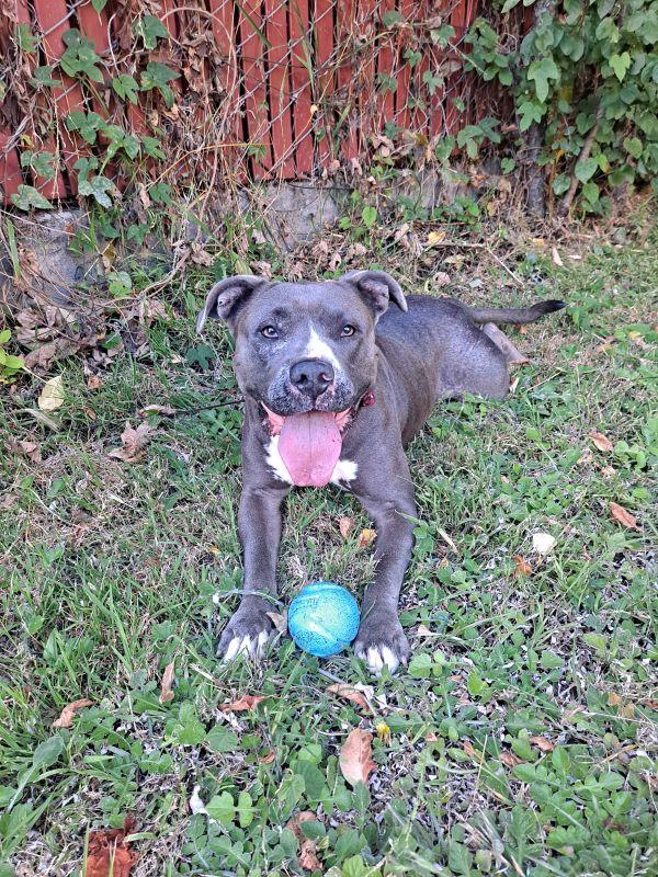 Enlarge Sadie, an adoptable Pit Bull Terrier in Berkeley, CA image 4/6