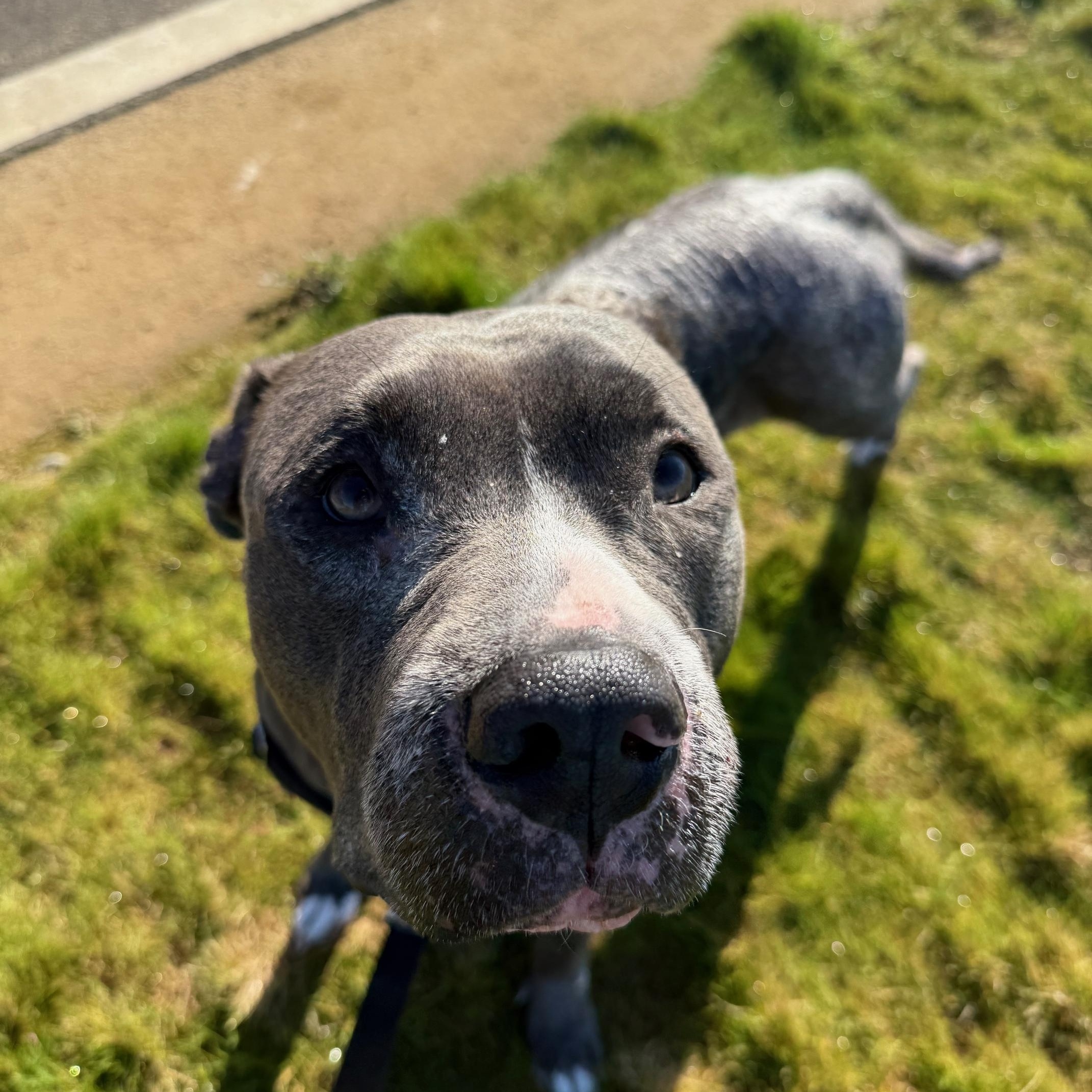 Enlarge Sadie, an adoptable Pit Bull Terrier in Berkeley, CA image 1/6
