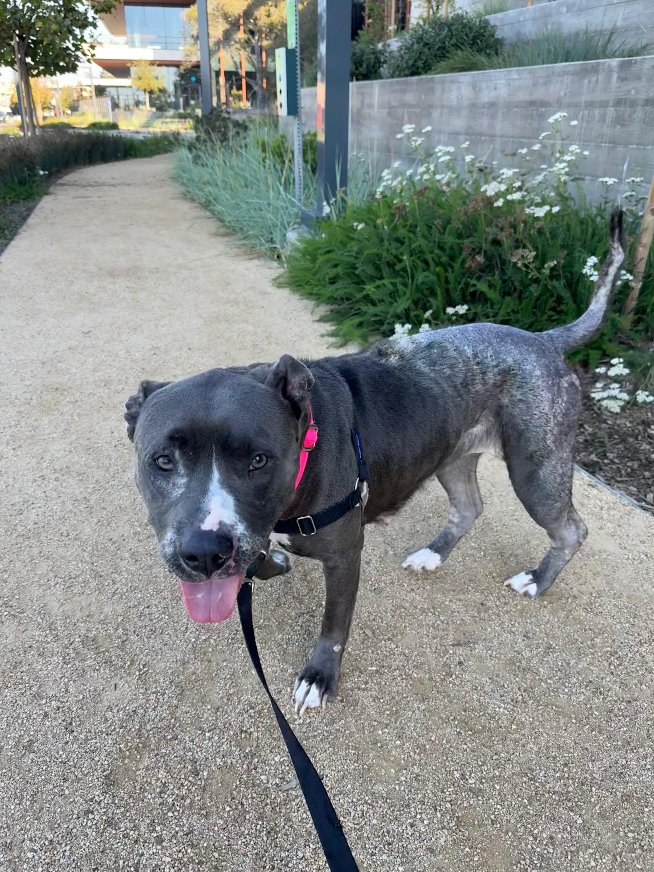 Enlarge Sadie, an adoptable Pit Bull Terrier in Berkeley, CA image 5/6
