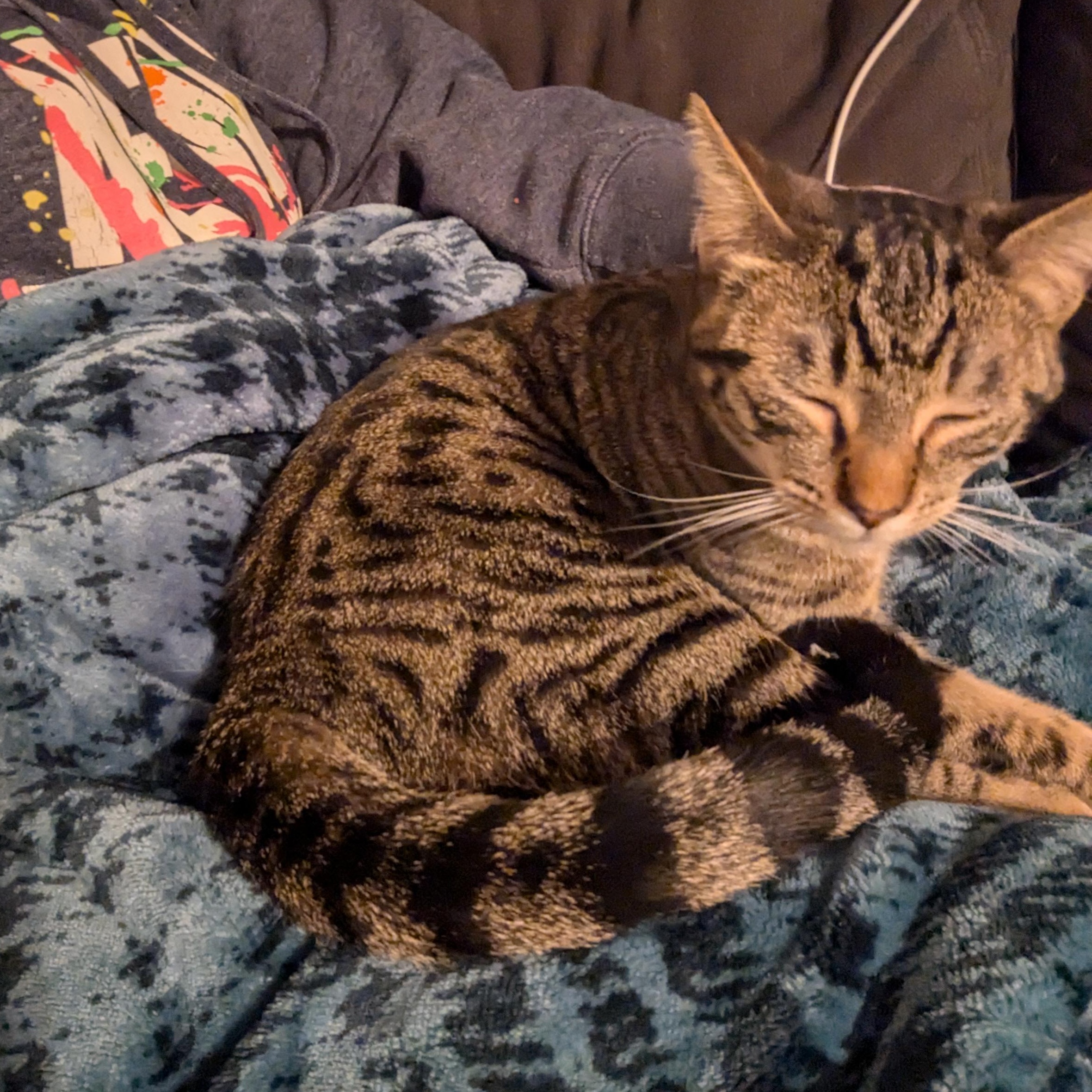 Betsy Ross, a Adopted Tabby in Chula Vista, CA image 2/3