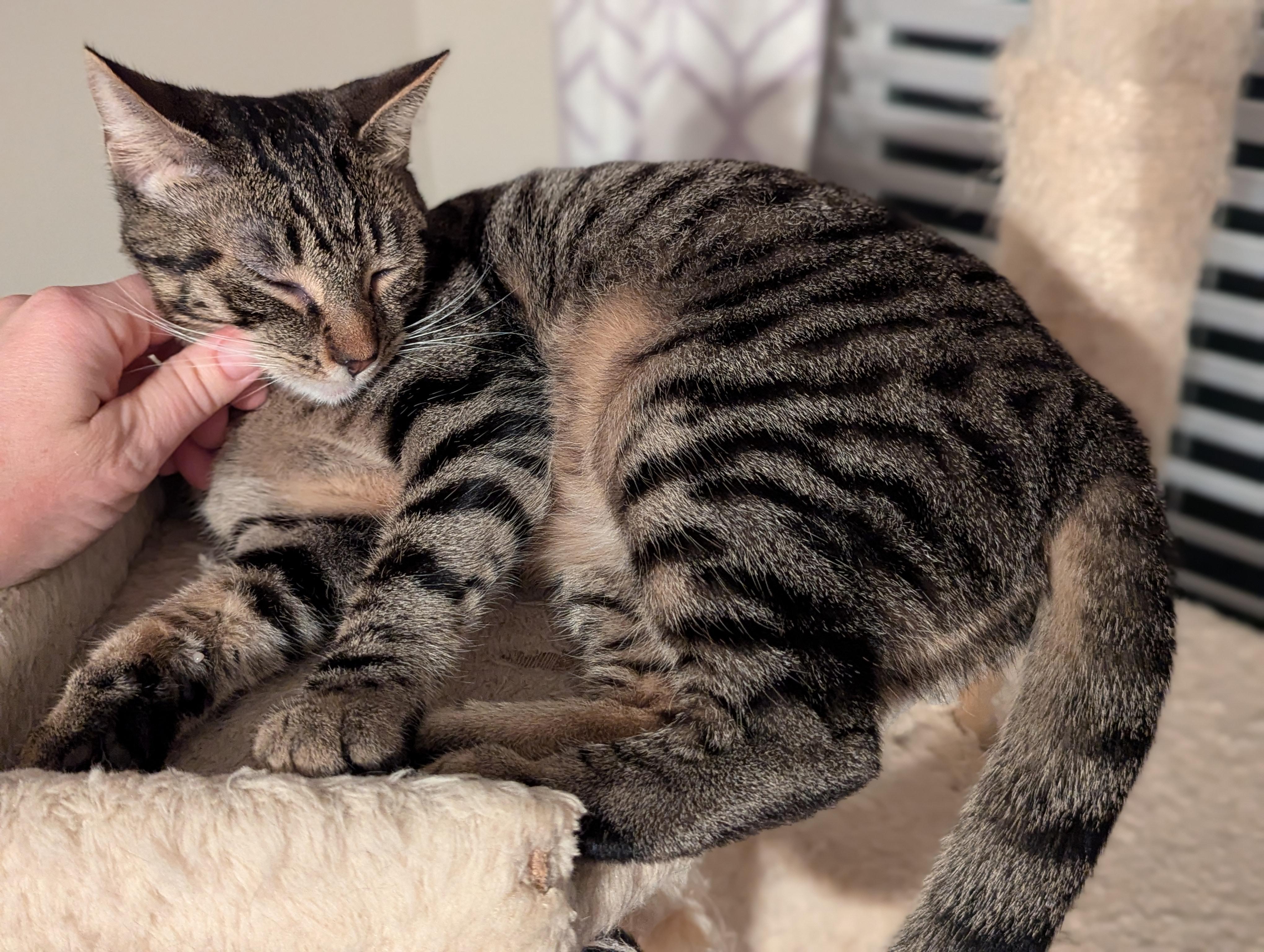 Betsy Ross, a Adopted Tabby in Chula Vista, CA image 1/3