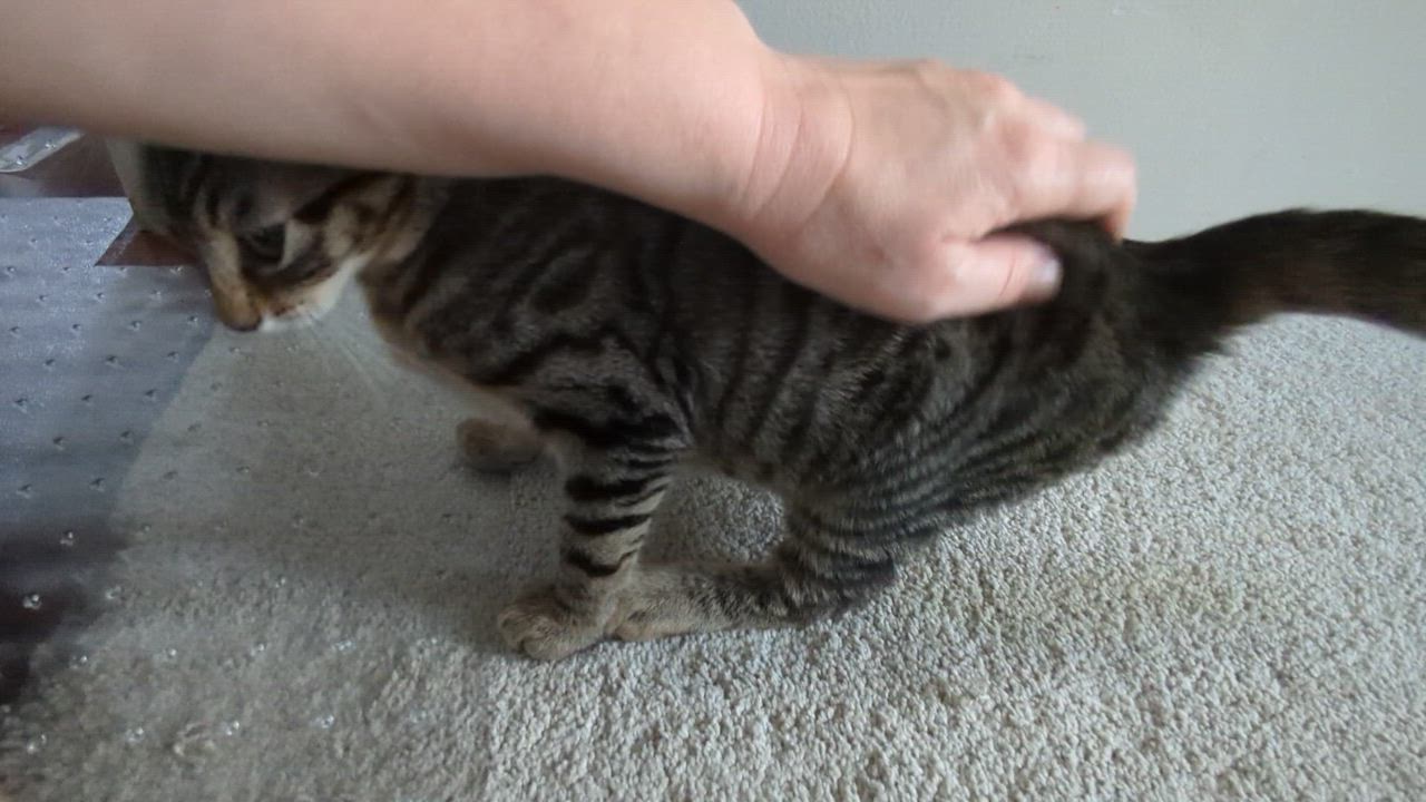 Enlarge Betsy Ross, a Adopted Tabby in Chula Vista, CA video 3/3
