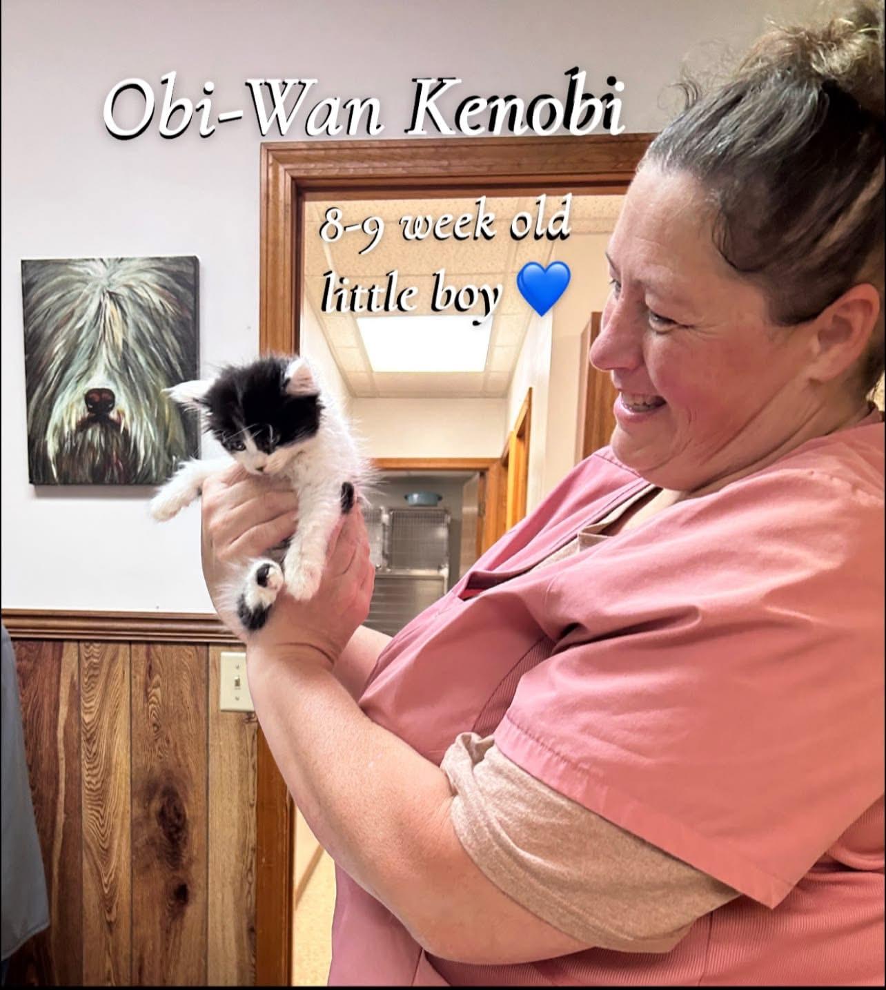 Obi (Wan Kenobi), an adopted Domestic Long Hair in Saginaw, MI image 3/3