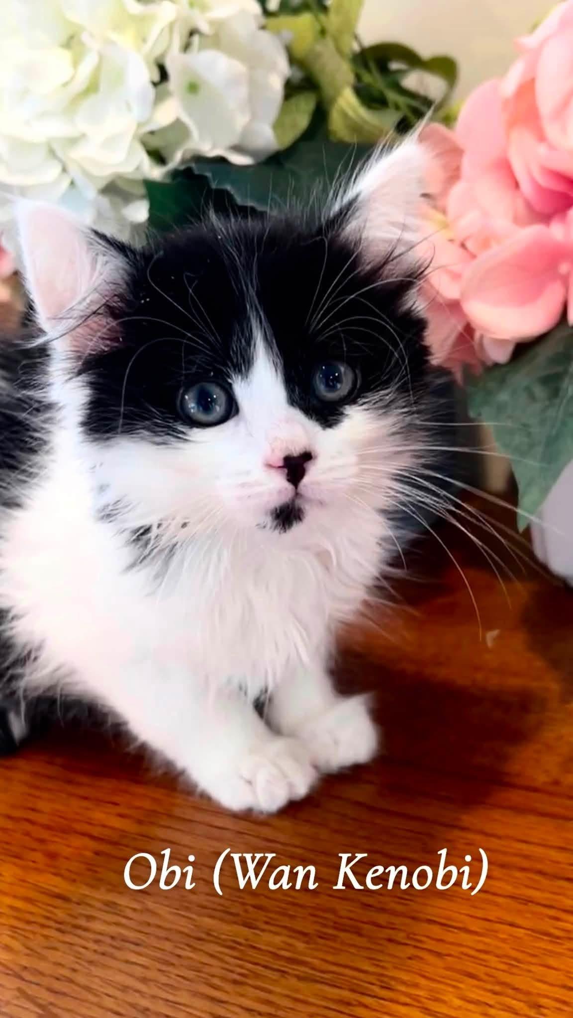 Obi (Wan Kenobi), adopted, Kitten Male Domestic Long Hair.