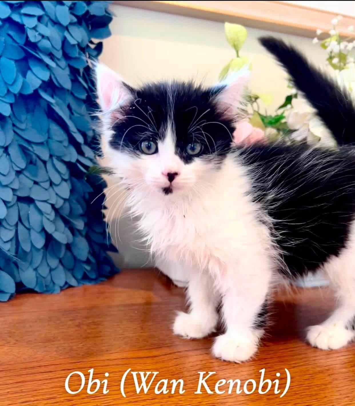 Obi (Wan Kenobi), an adopted Domestic Long Hair in Saginaw, MI image 2/3