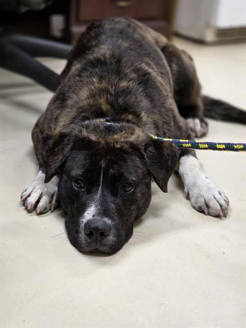 Enlarge ADDISON, a Adoptable mixed breed in Aliquippa, PA image 1/1