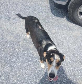 Enlarge Dixie - rehome, a ADOPTABLE mixed breed in Monterey, VA image 2/3