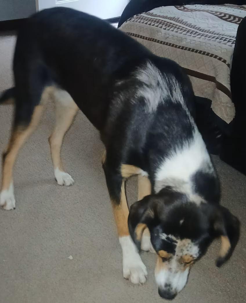 Enlarge Dixie - rehome, a ADOPTABLE mixed breed in Monterey, VA image 3/3