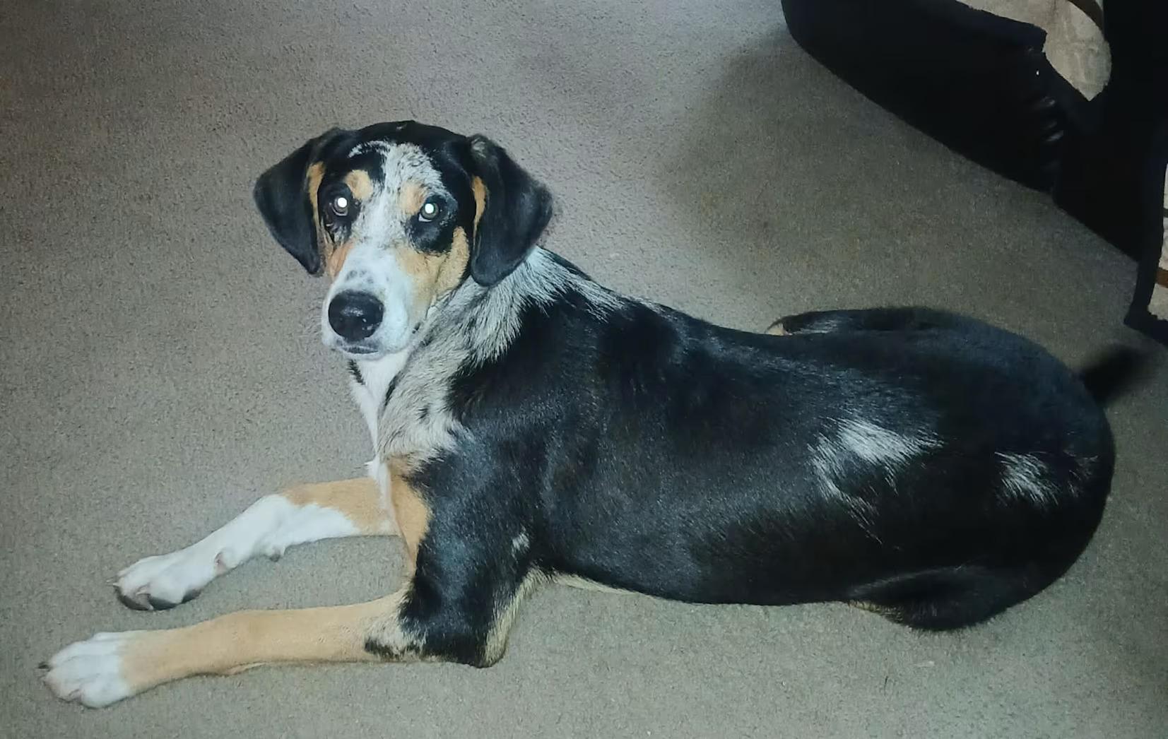 Dixie - rehome, ADOPTABLE, Young Female Australian Cattle Dog / Blue Heeler & Coonhound.