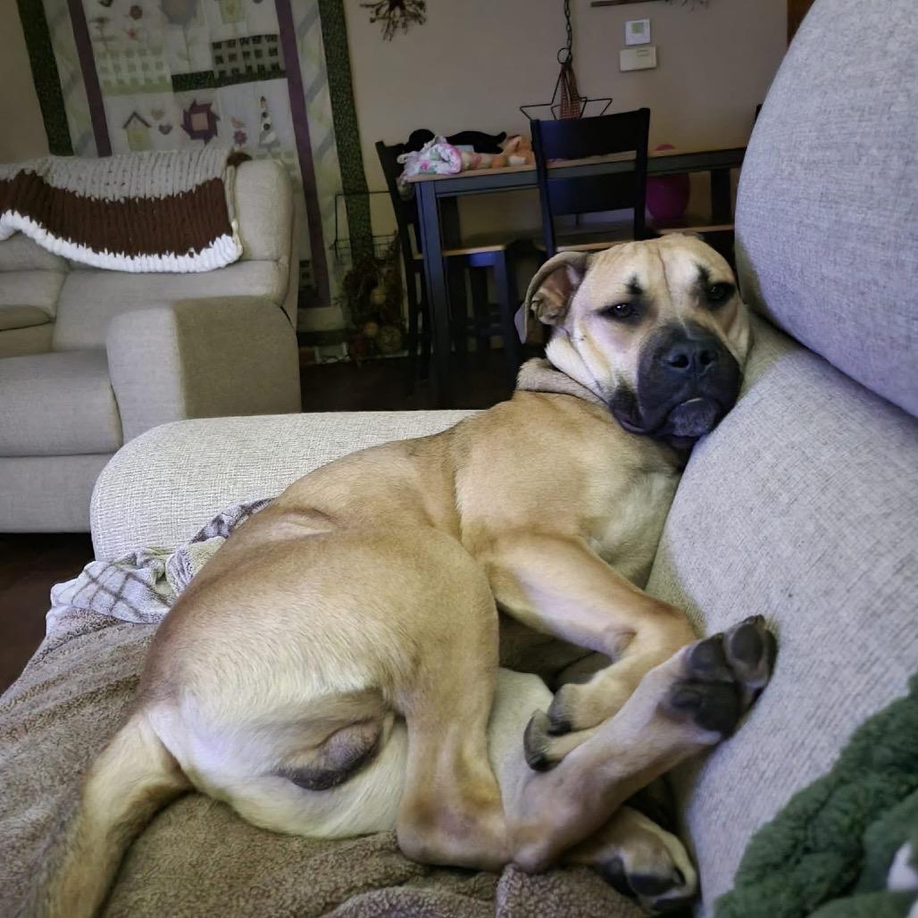 Forrest, a Adoptable mixed breed in Tomah, WI image 1/6