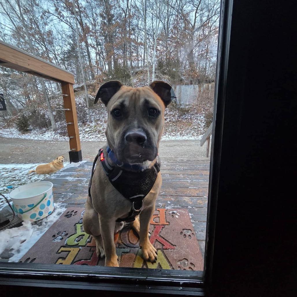 Forrest, a Adoptable mixed breed in Tomah, WI image 4/6