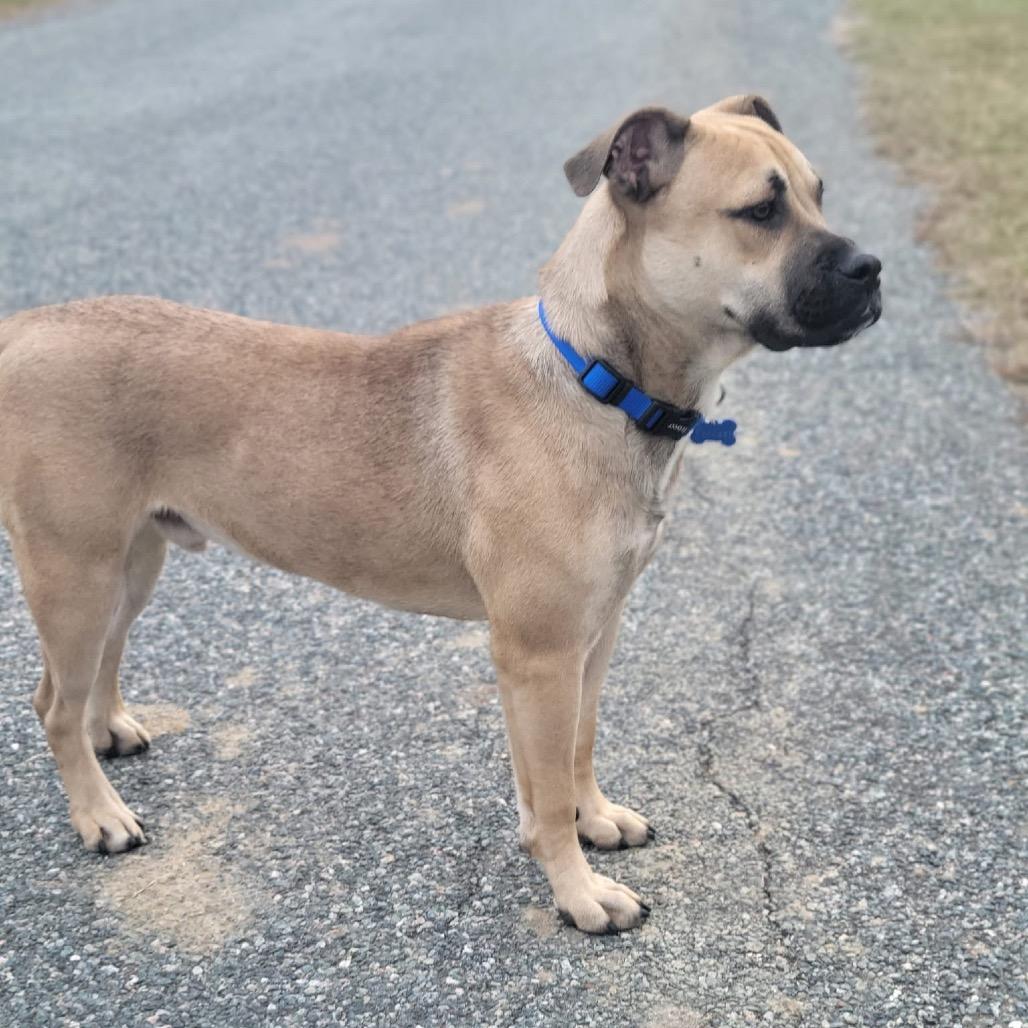 Forrest, a Adoptable mixed breed in Tomah, WI image 5/6