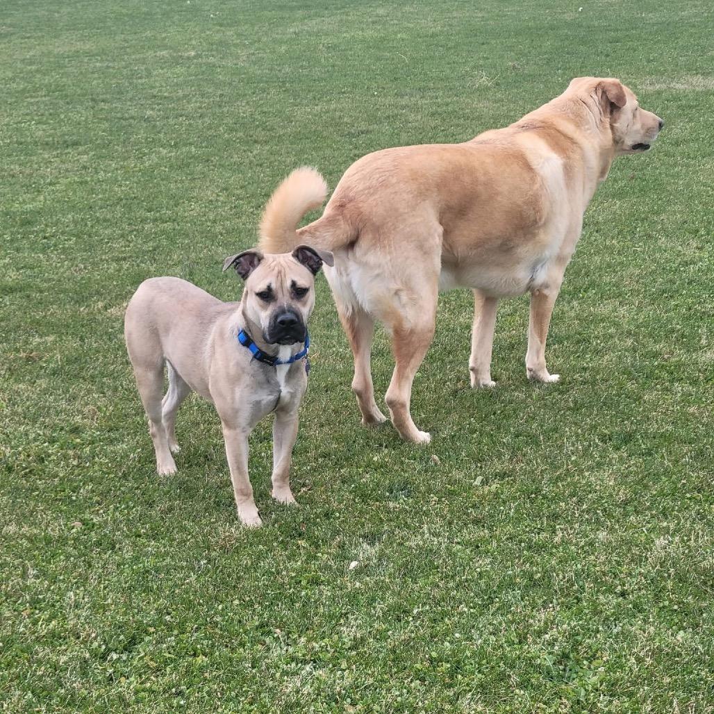 Forrest, a Adoptable mixed breed in Tomah, WI image 6/6