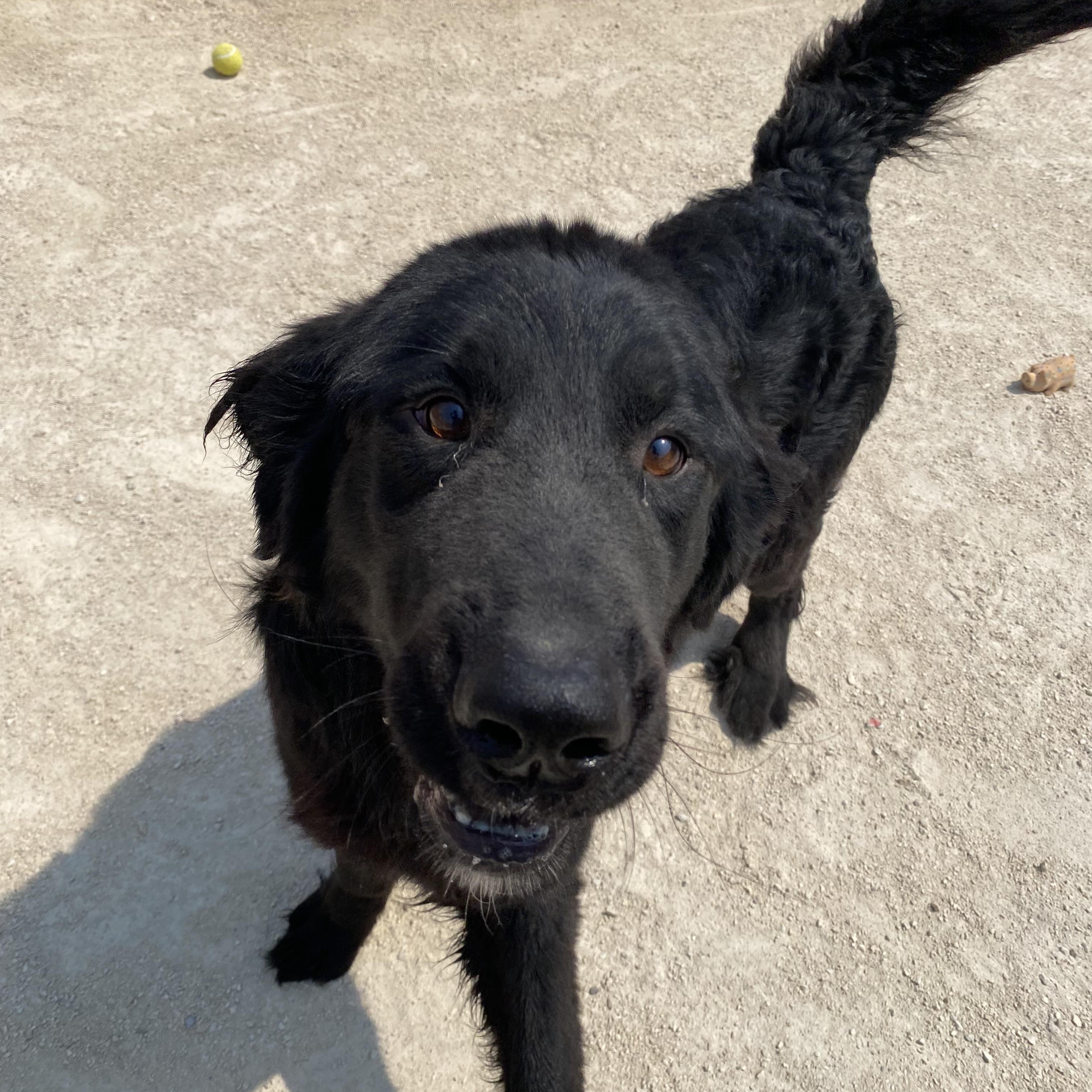 Sky, an adoptable mixed breed in Winnipeg, MB image 2/3