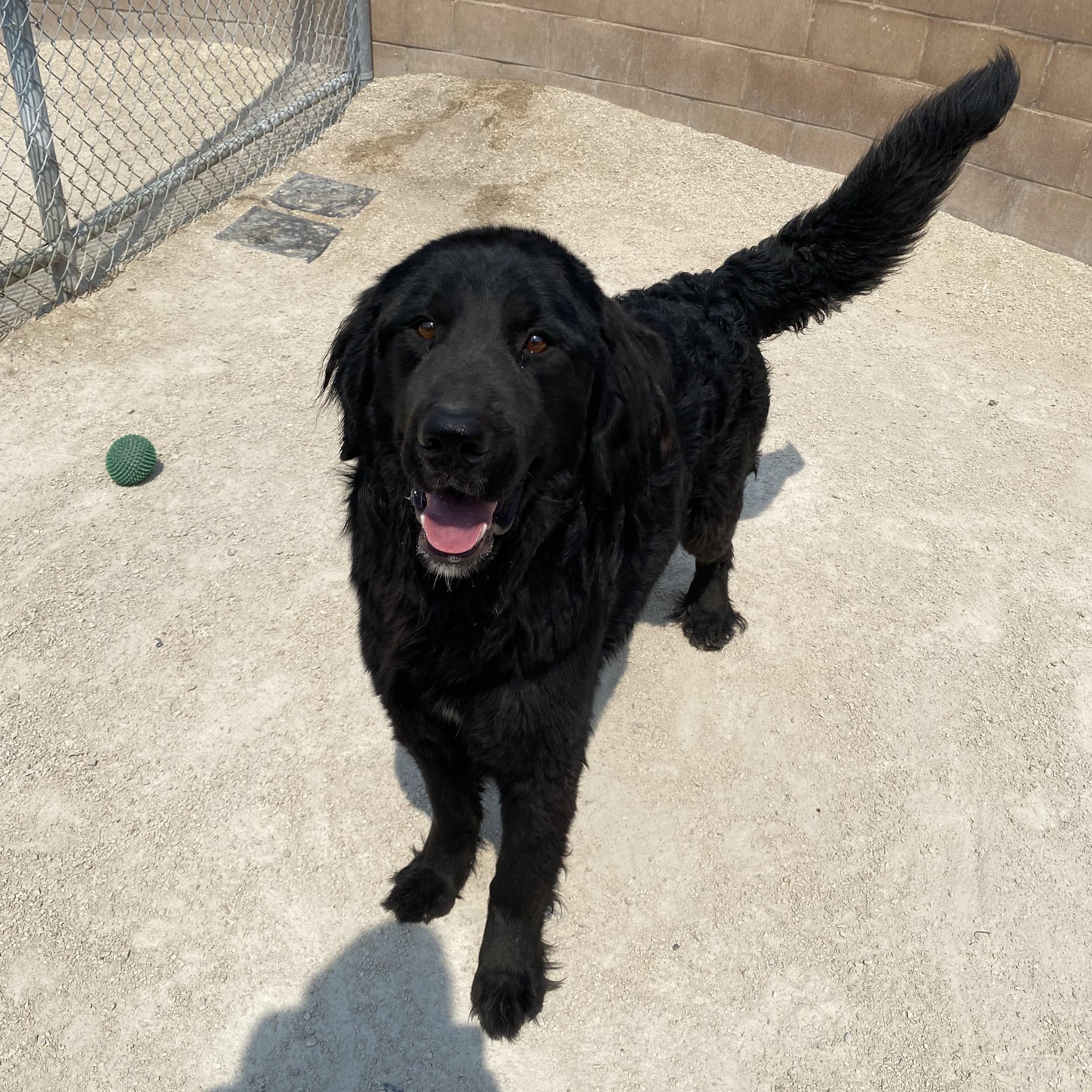 Sky, an adoptable mixed breed in Winnipeg, MB image 3/3