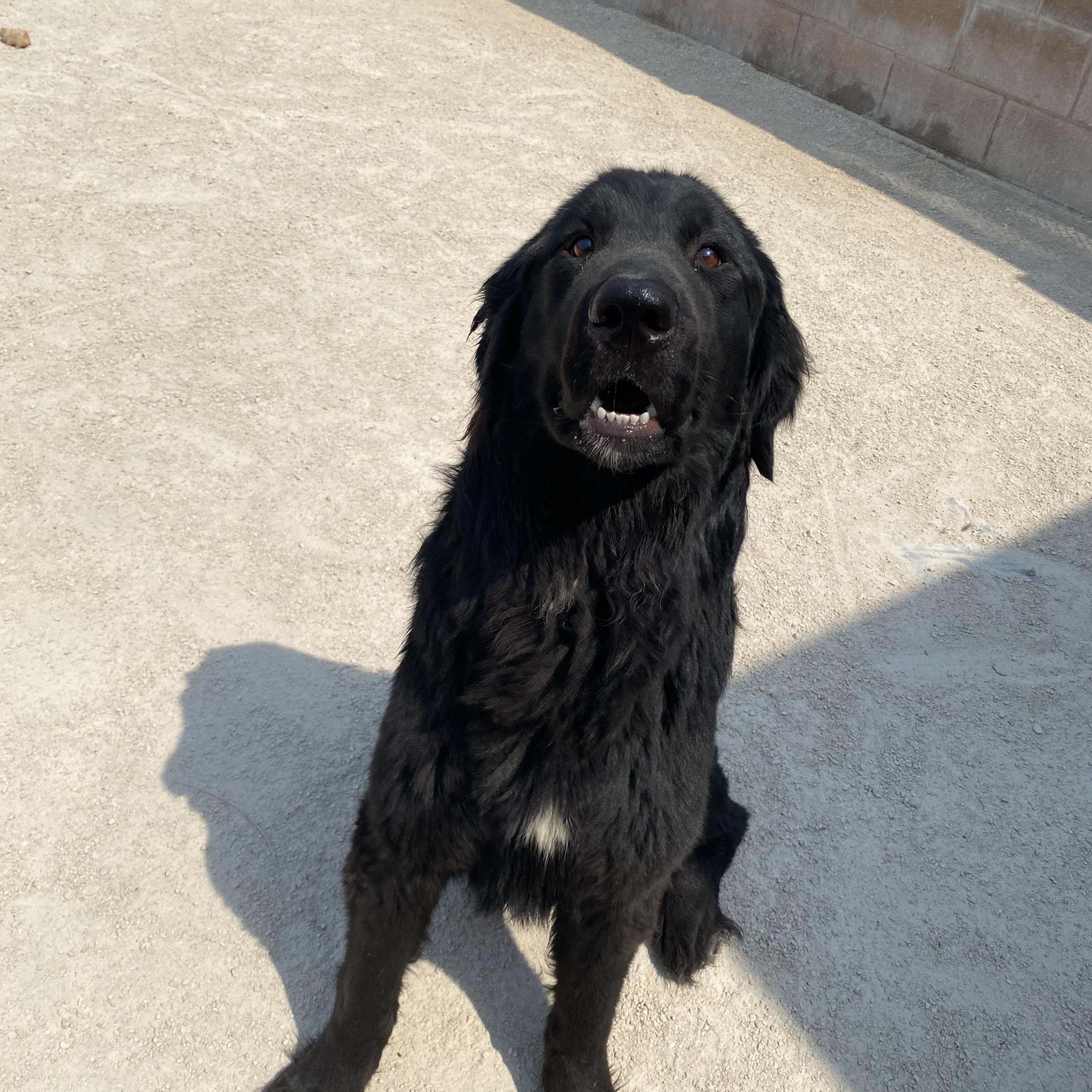 Sky, an adoptable mixed breed in Winnipeg, MB image 1/3