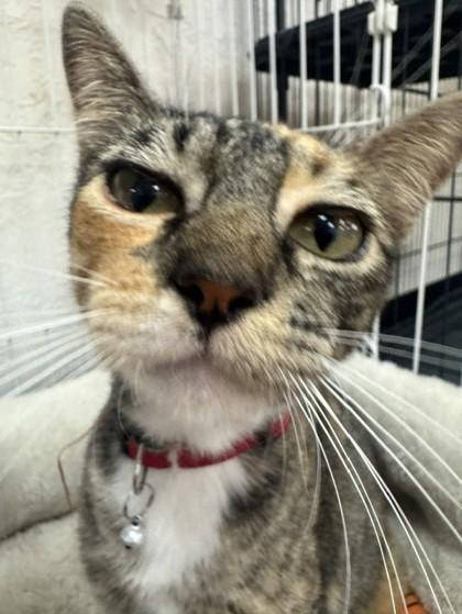Fig 52286, ADOPTABLE, Adult Female Domestic Short Hair.