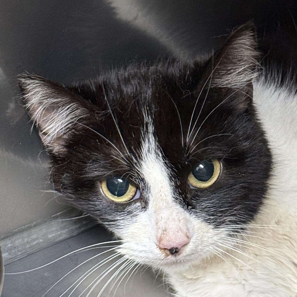 Rhonda, Adoptable, Young Female Domestic Short Hair.