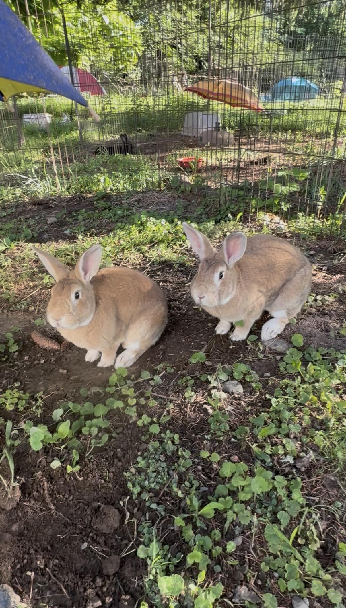 Sonny and Cher, a ADOPTABLE Palomino in Salisbury Mills, NY image 3/3