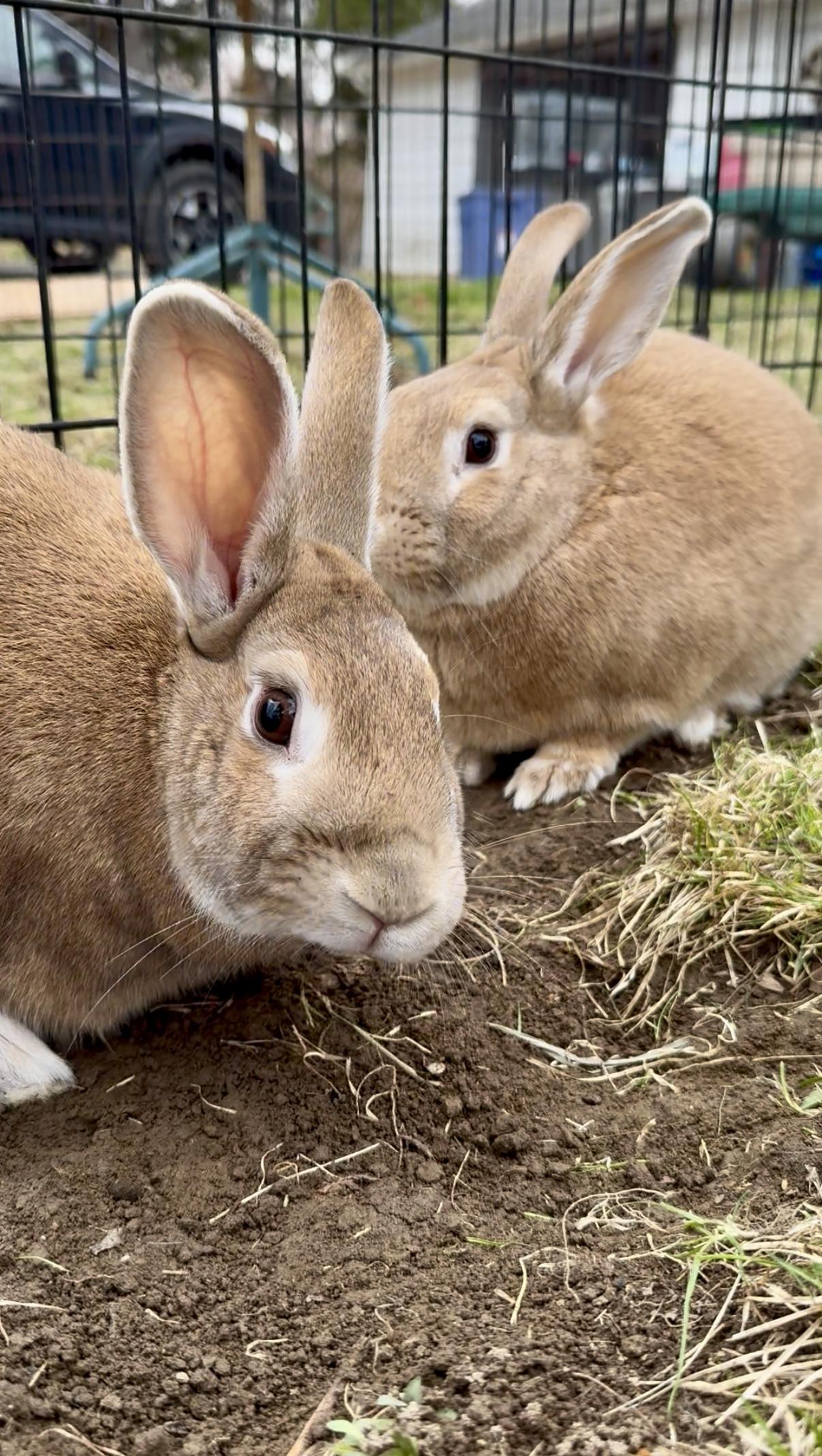 Sonny and Cher, ADOPTABLE, Adult Female Palomino.