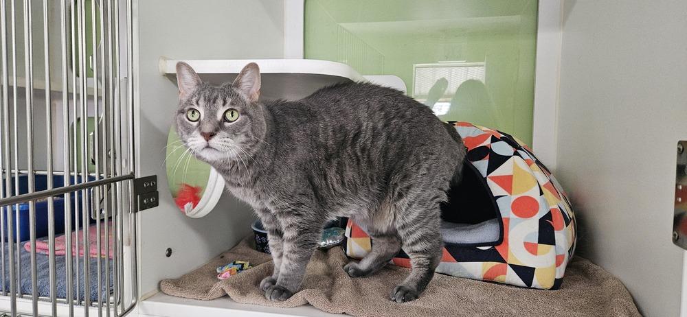 Jazzy, Adoptable, Adult Female Domestic Short Hair.