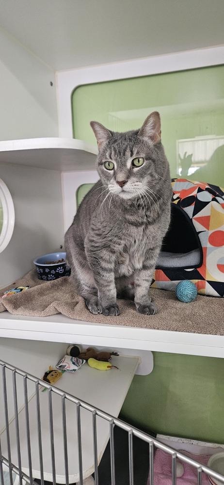 Jazzy, Adoptable, Adult Female Domestic Short Hair.