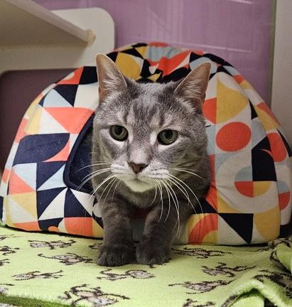 Jazzy, Adoptable, Adult Female Domestic Short Hair.