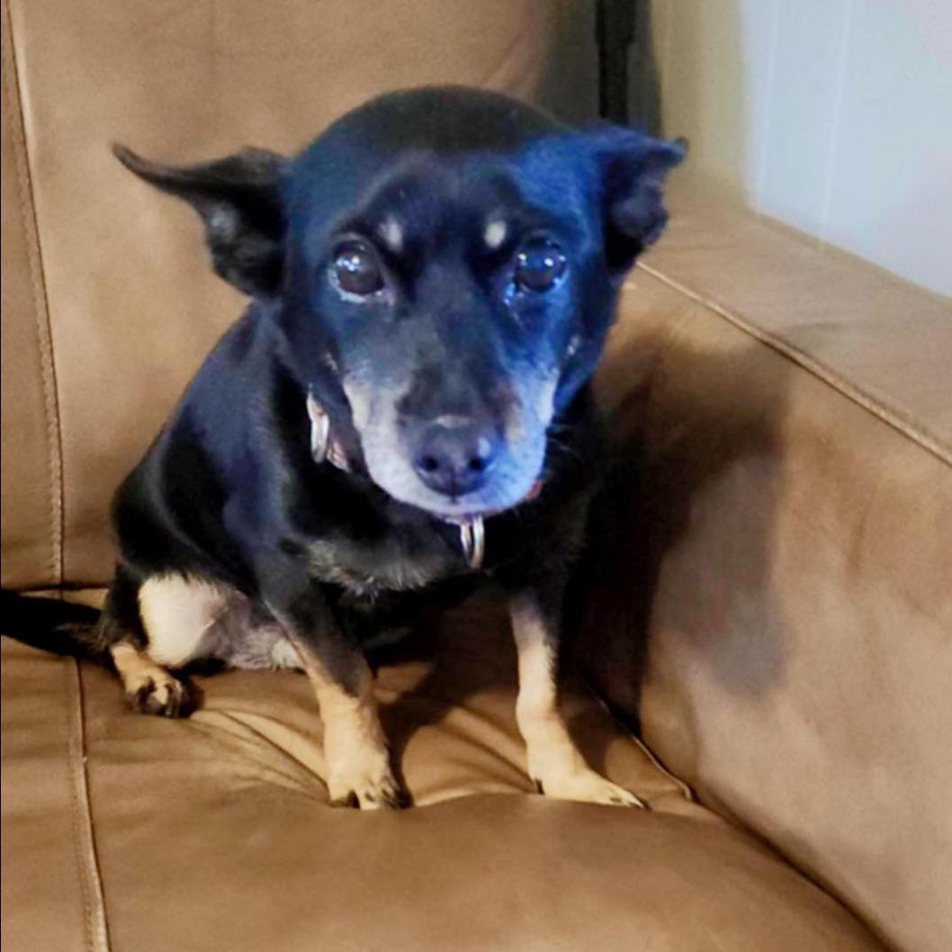 Enlarge Missy, a Adoptable mixed breed in North Dighton, MA image 2/3