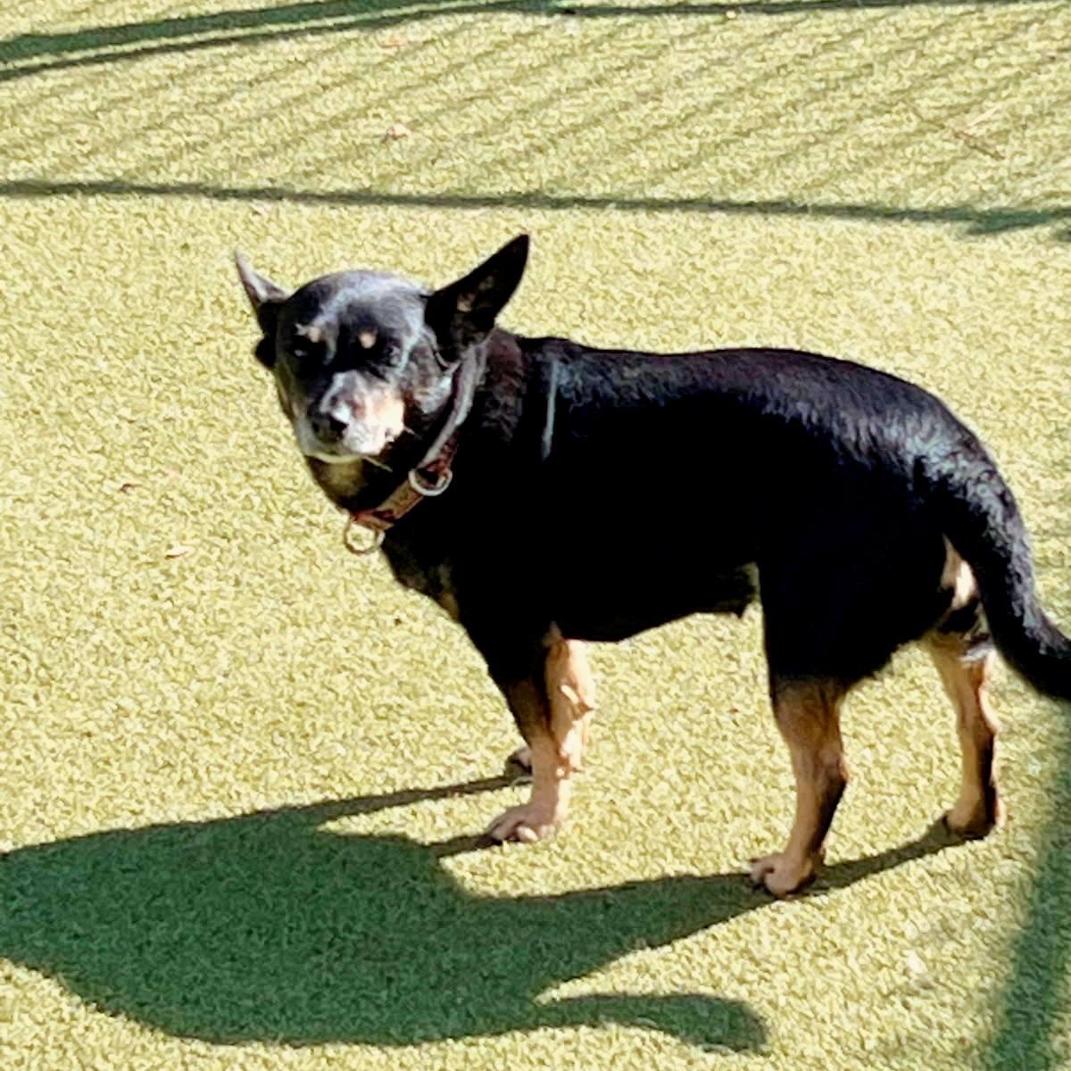 Enlarge Missy, a Adoptable mixed breed in North Dighton, MA image 1/3