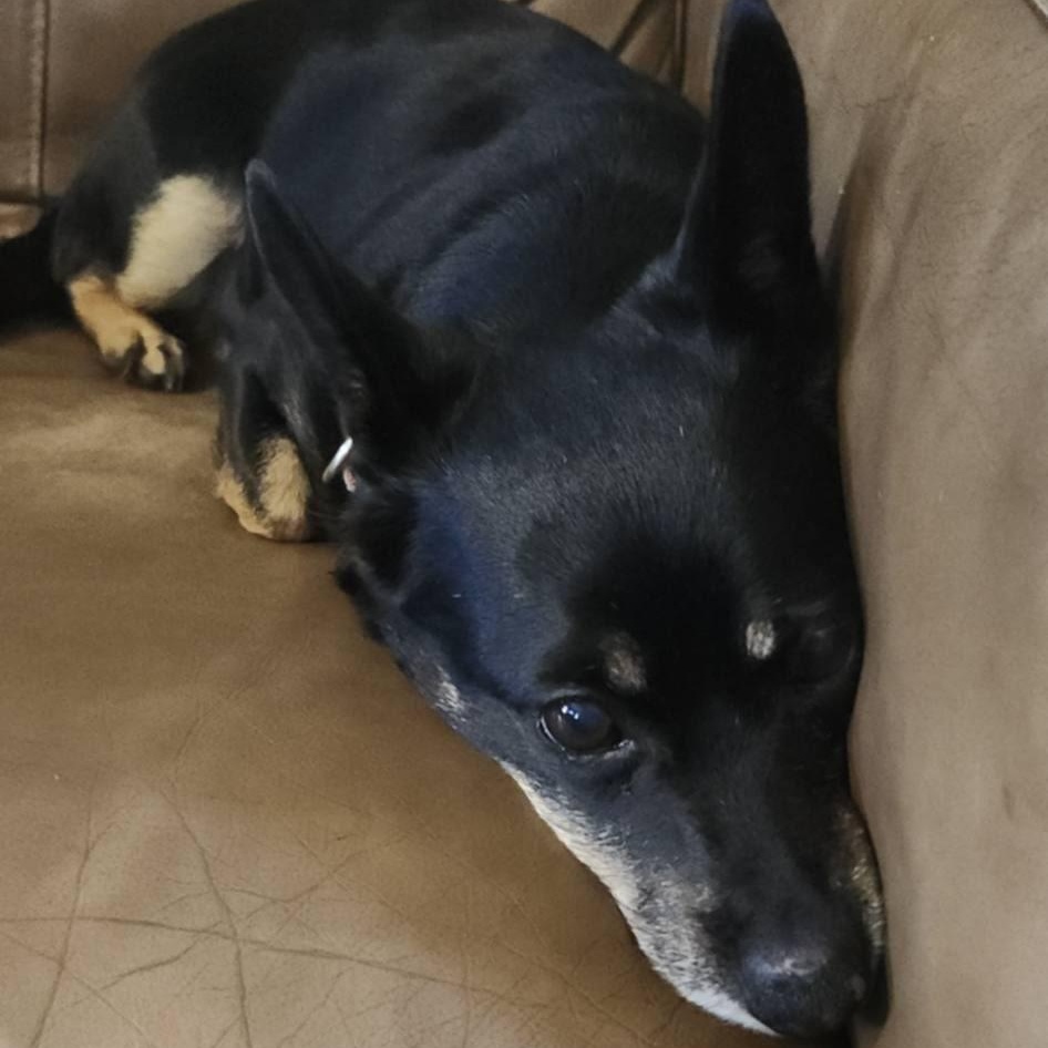 Enlarge Missy, a Adoptable mixed breed in North Dighton, MA image 3/3