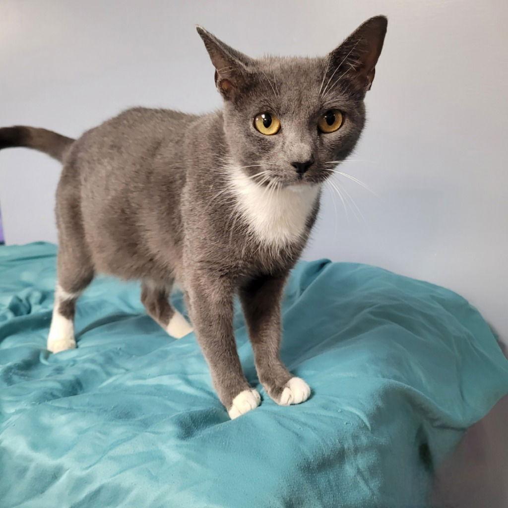 September, a Adoptable Domestic Short Hair in Lovingston, VA image 1/3