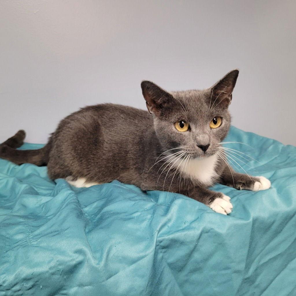 September, a Adoptable Domestic Short Hair in Lovingston, VA image 2/3