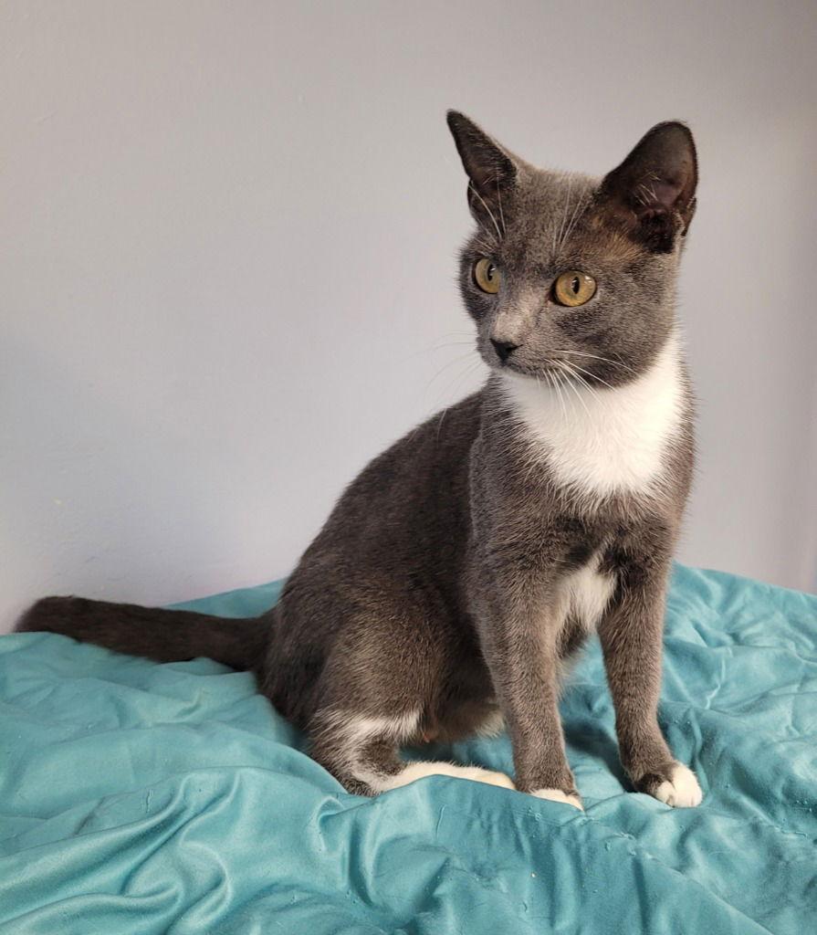 September, a Adoptable Domestic Short Hair in Lovingston, VA image 3/3