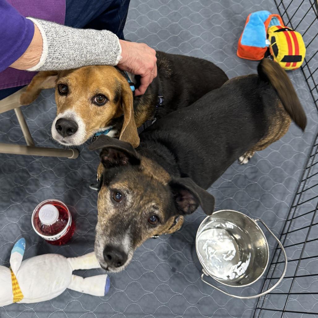 Lucy, a Adoptable Beagle in Fort Wayne, IN image 1/4