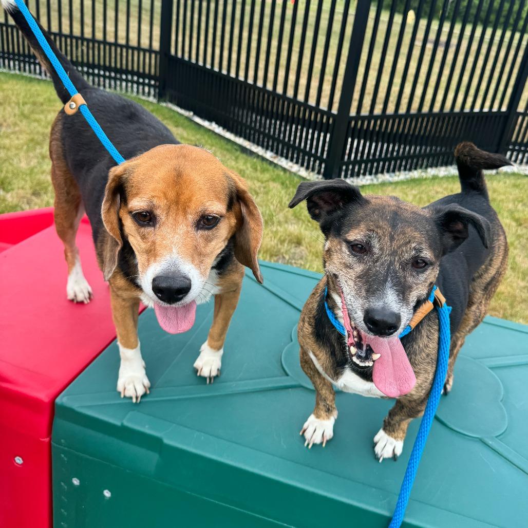 Lucy, a Adoptable Beagle in Fort Wayne, IN image 2/4