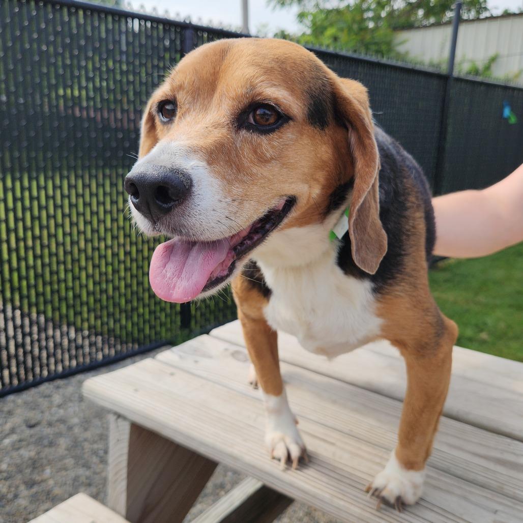 Lucy, a Adoptable Beagle in Fort Wayne, IN image 3/4