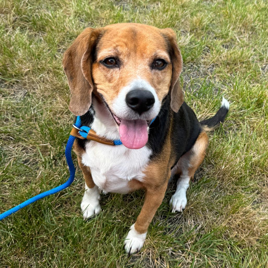 Lucy, a Adoptable Beagle in Fort Wayne, IN image 4/4