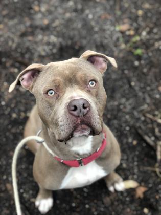 Enlarge Graham, a Adoptable mixed breed in Wantagh, NY image 1/3