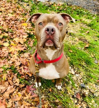 Enlarge Graham, a Adoptable mixed breed in Wantagh, NY image 3/3