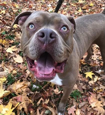 Enlarge Graham, a Adoptable mixed breed in Wantagh, NY image 3/3