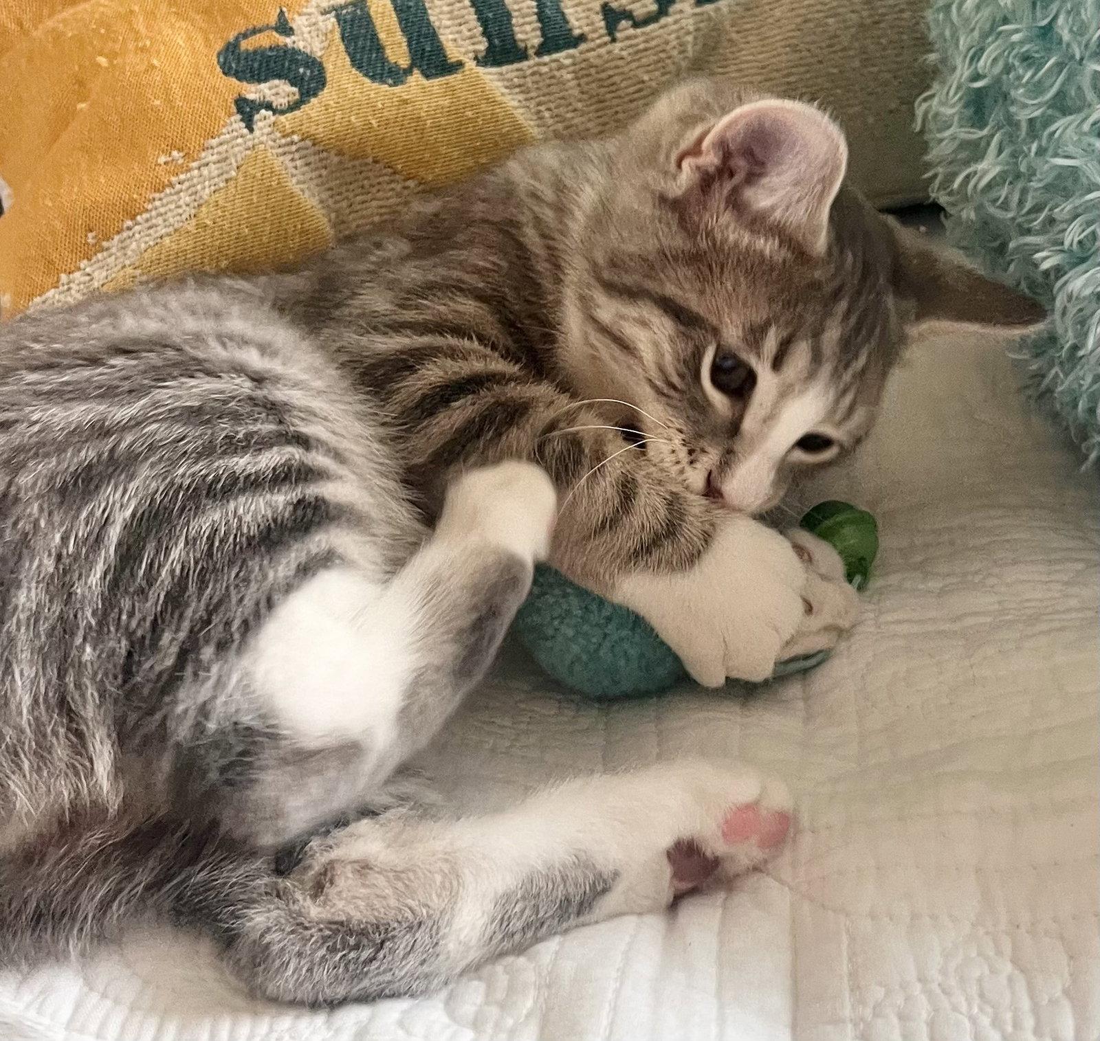 Enlarge Quewy, a Adoptable Domestic Short Hair in Shawnee, KS image 2/3