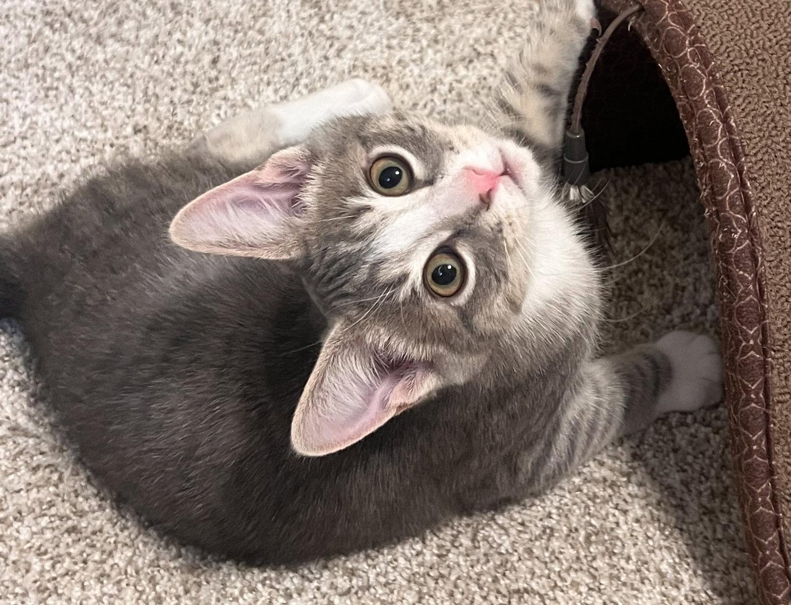 Enlarge Quewy, a Adoptable Domestic Short Hair in Shawnee, KS image 3/3