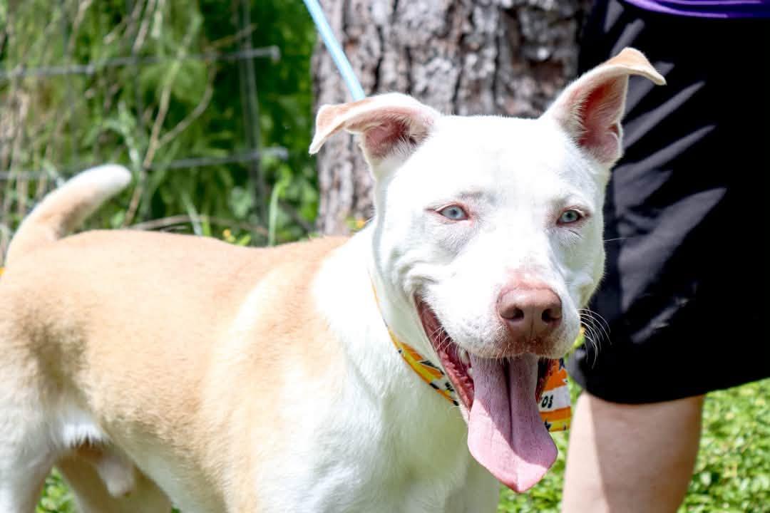 Enlarge Forrest, a Adoptable mixed breed in Bellevue, WA image 6/6