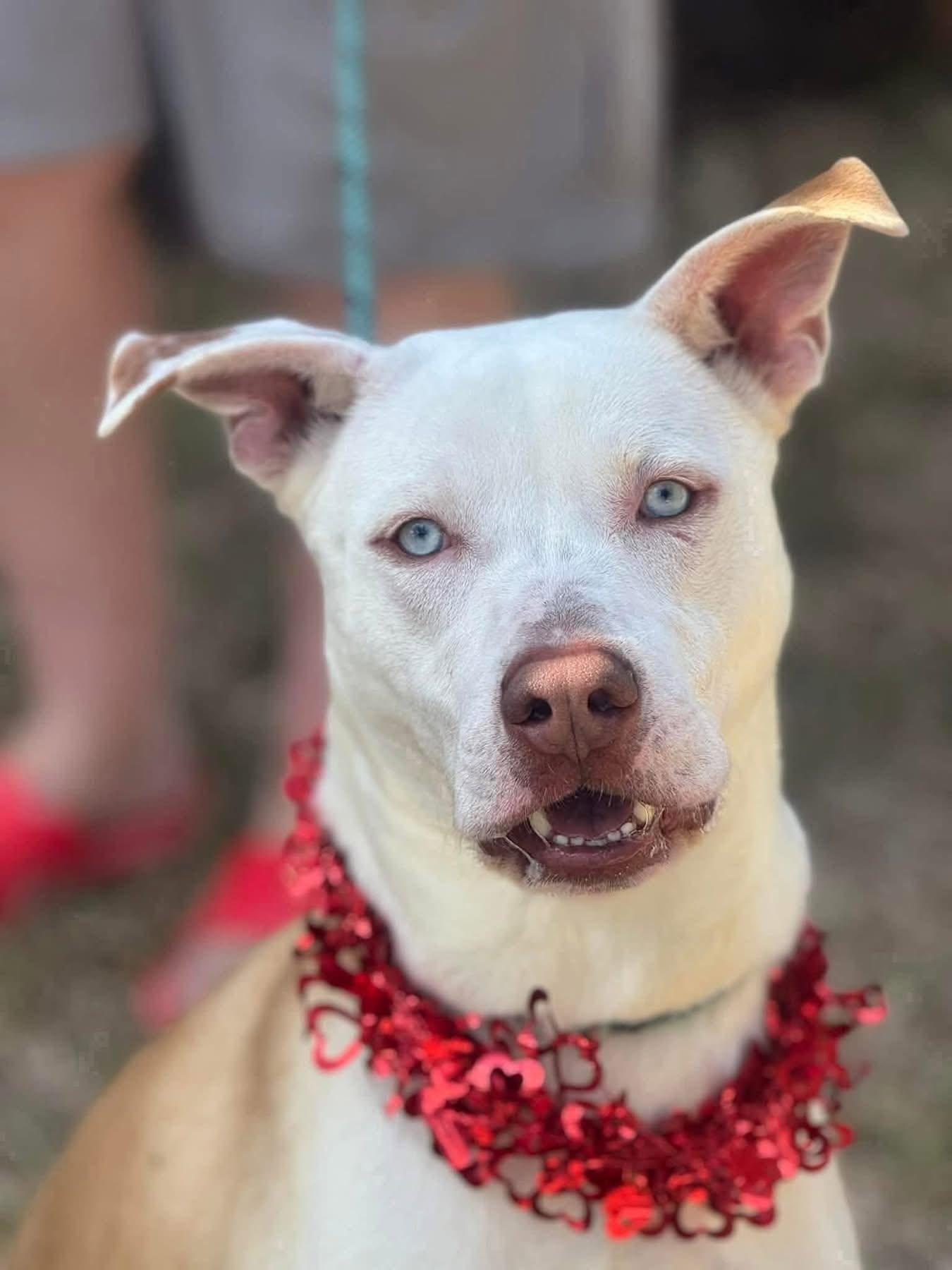 Enlarge Forrest, a Adoptable mixed breed in Bellevue, WA image 4/6