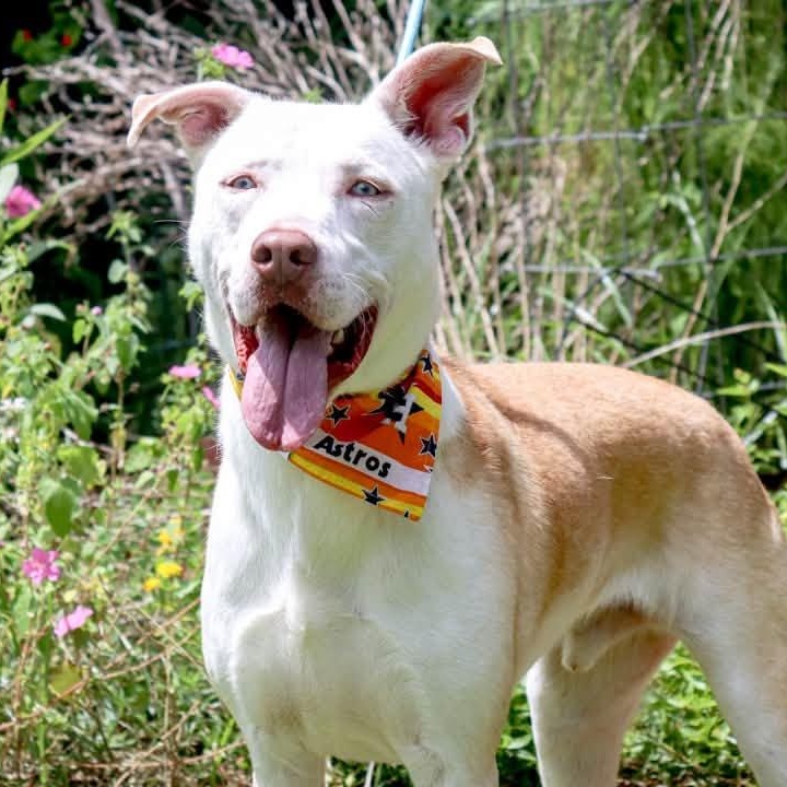 Forrest, Adoptable, Adult Male Husky.